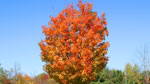 Fall in Wells