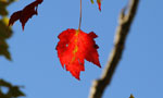 Fall in Wells