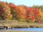Fall in Wells